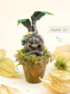 brote-77-maceta