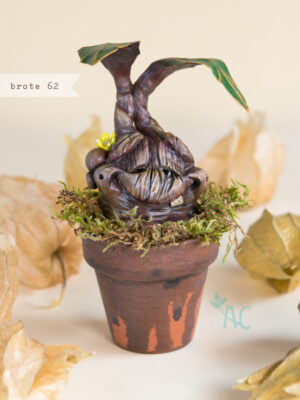 brote-62-maceta