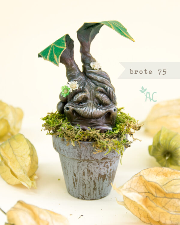 brote-75